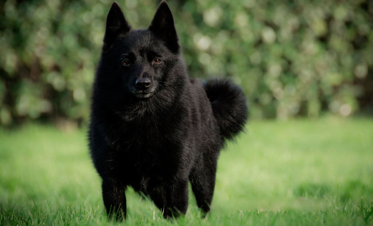Schipperke