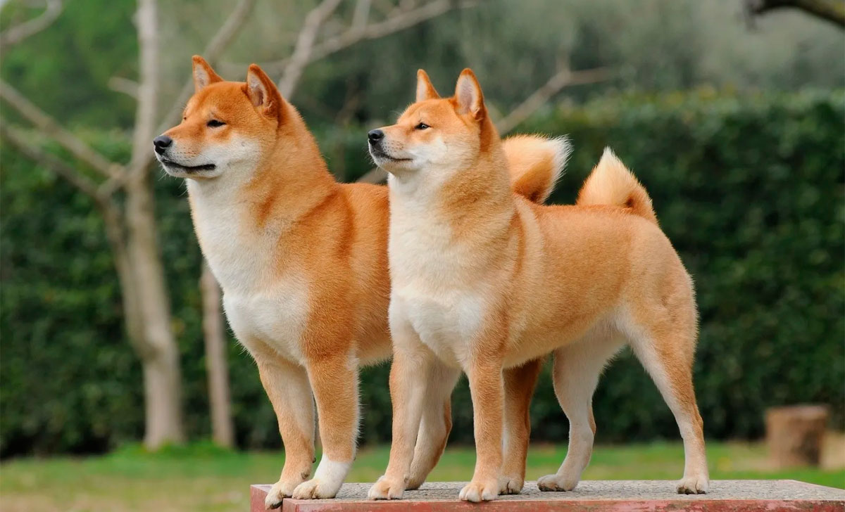 Shiba koira