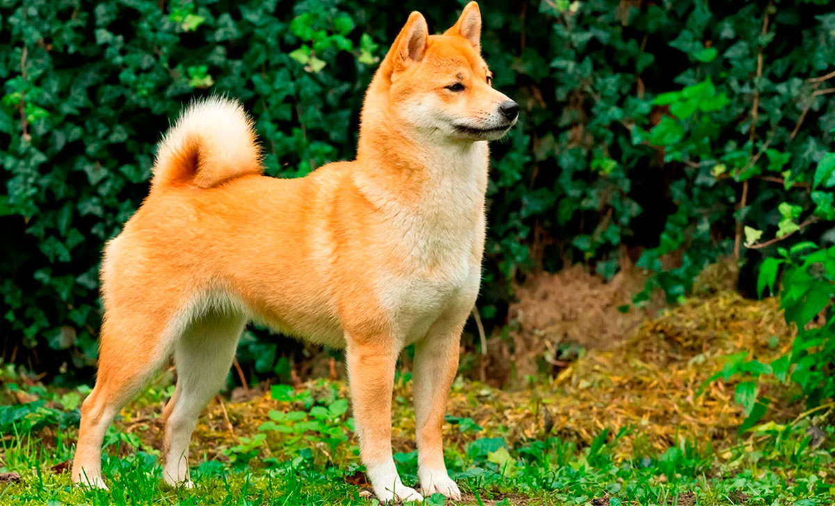 Shiba koira