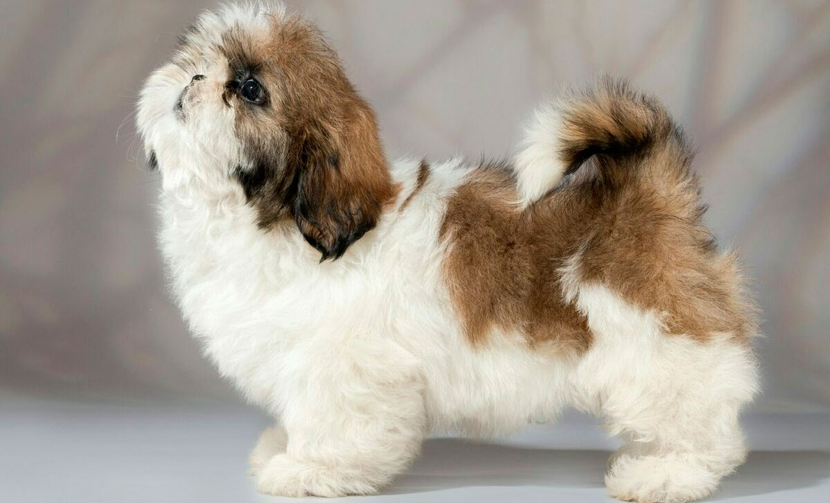 shih tzu