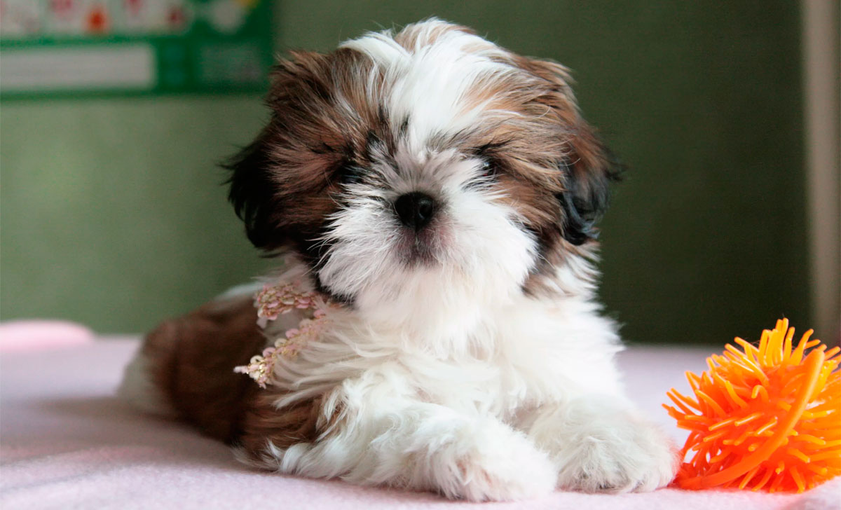 shih tzu pentu