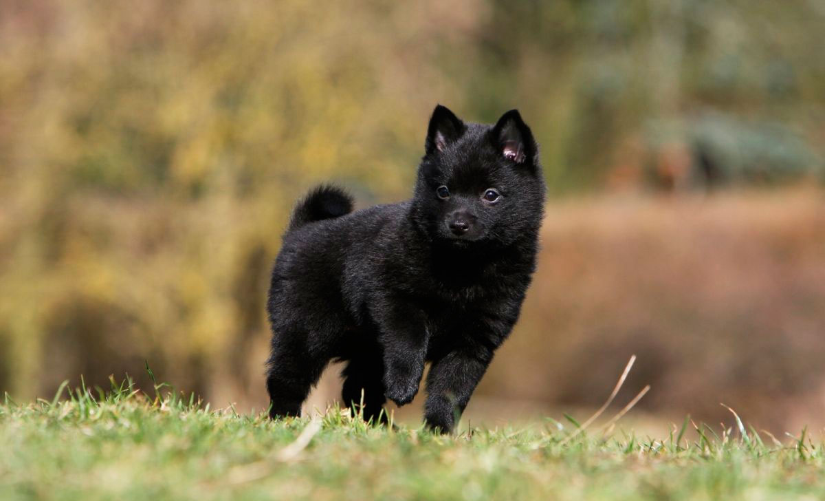 Schipperke pentu
