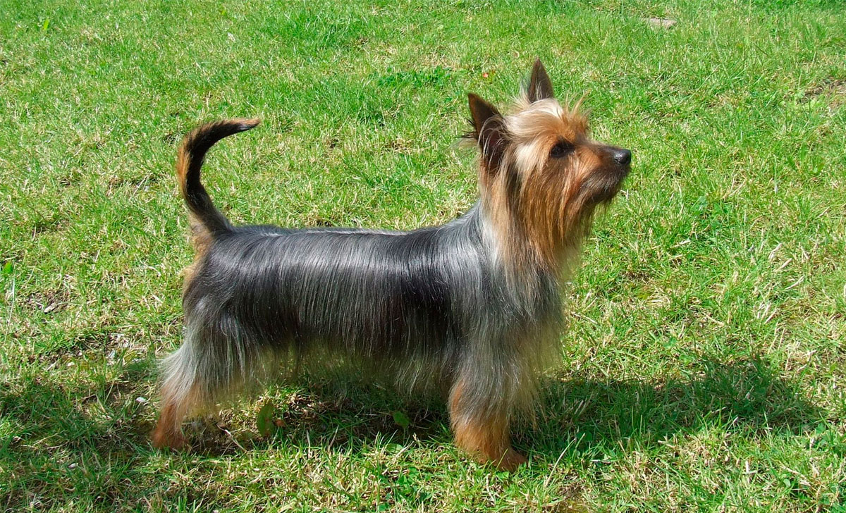silkkiterrieri