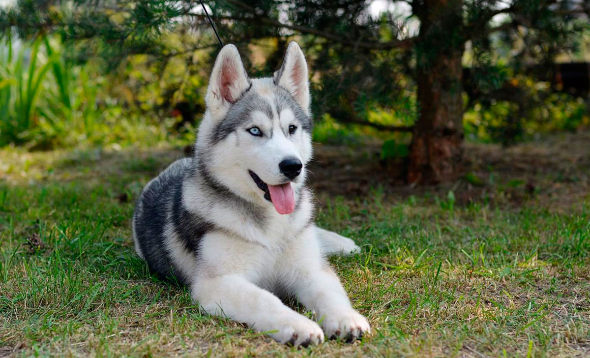 Siperianhusky