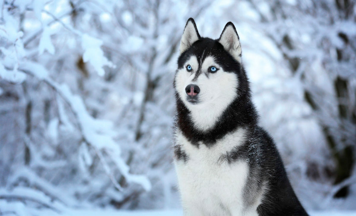Siperianhusky