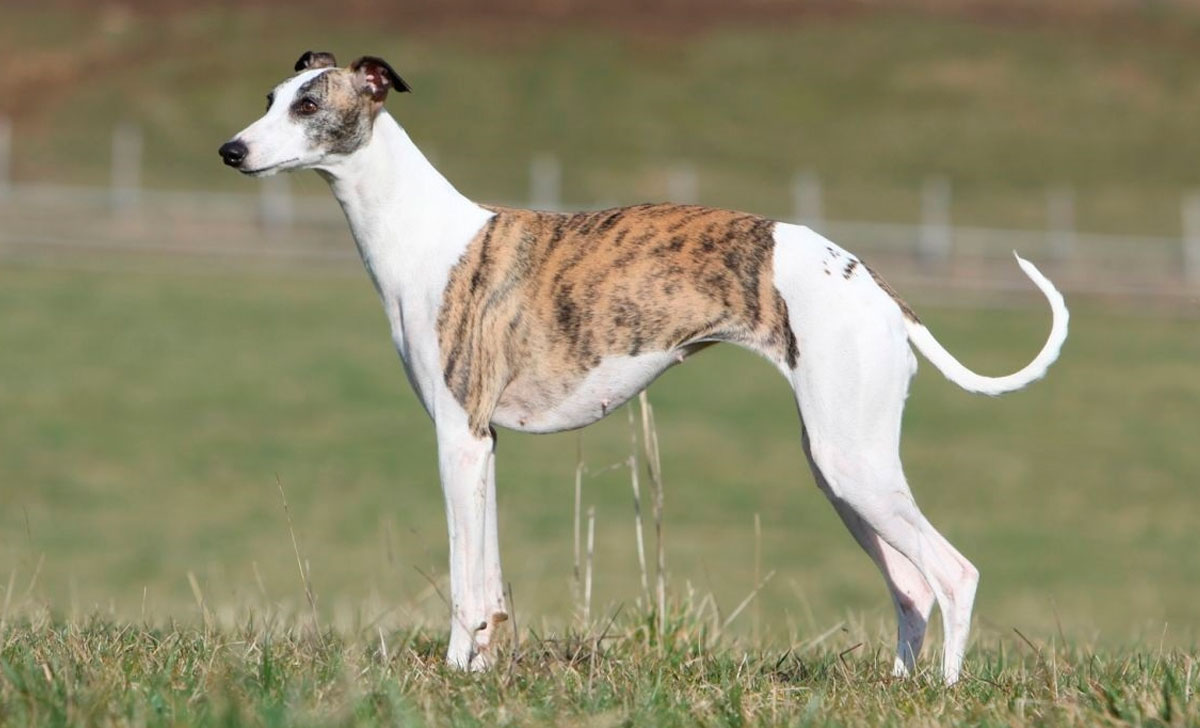 whippet