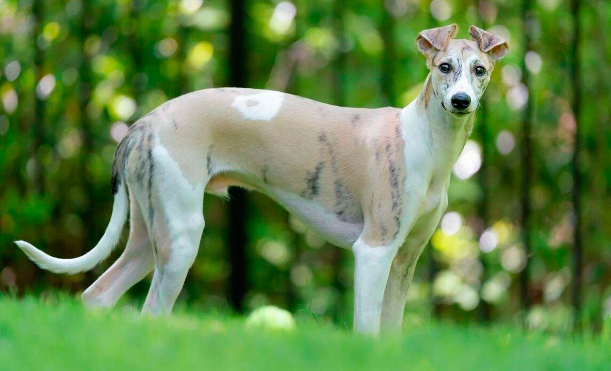 whippet